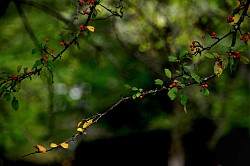 Cherry Berries