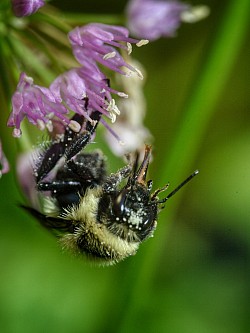 Busy Bee Me