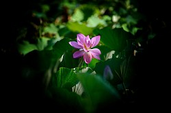 Lotus Focus