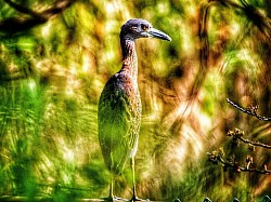 Heron in leaves