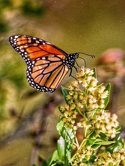Marooned in September, sadly this Monarch didn't catch the migration train and gotten left behind.