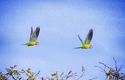 They say the Monk Parrakeets are the most successful foreign bird in New York thriving since 1968.