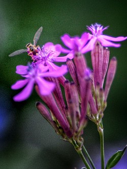 Fly