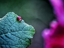 ladybug
