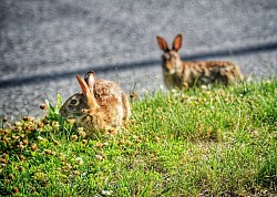 bunnies
