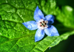 Borage
