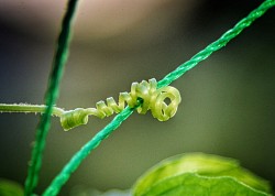 Knots