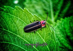 Firefly