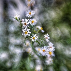 Aster
